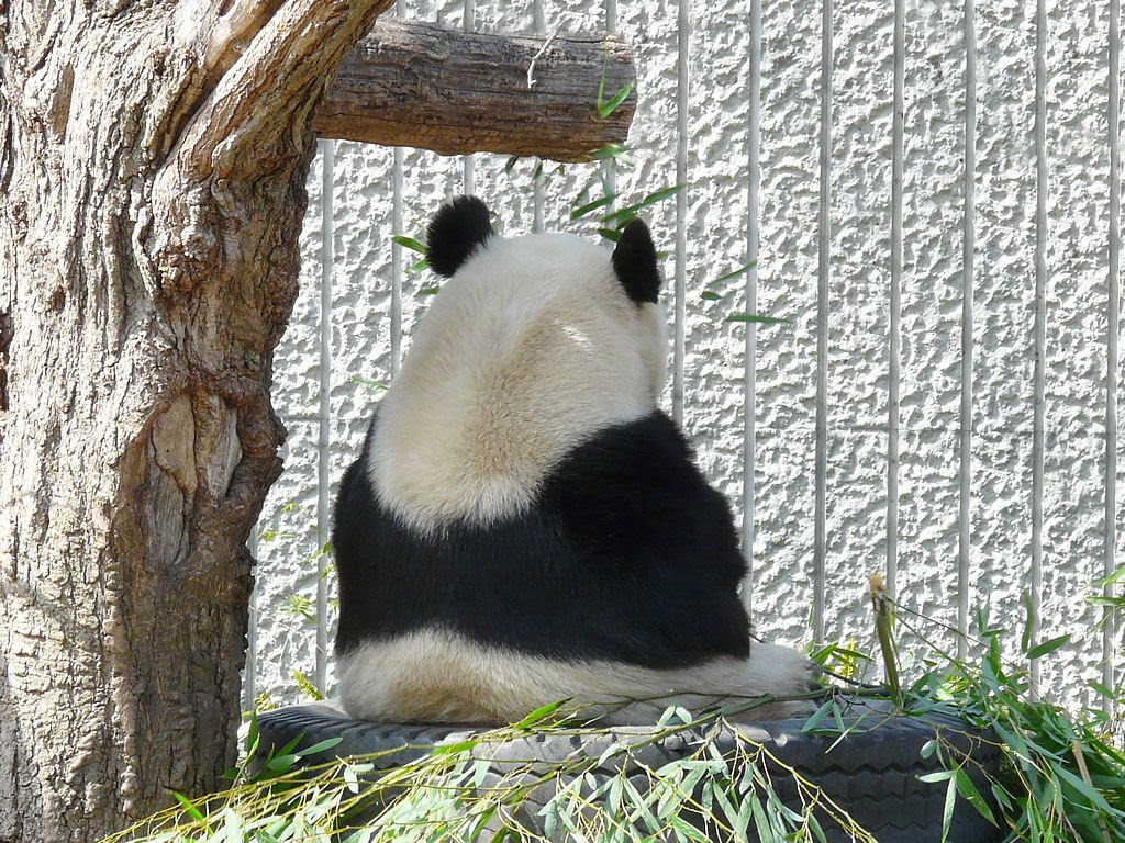 パンダ 壁紙写真集 無料写真素材