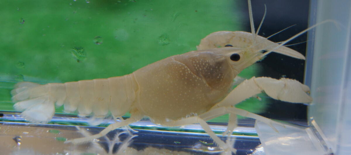 繁殖に挑戦してみませんか 白ザリガニ編 ペットプラザ高槻店ブログ