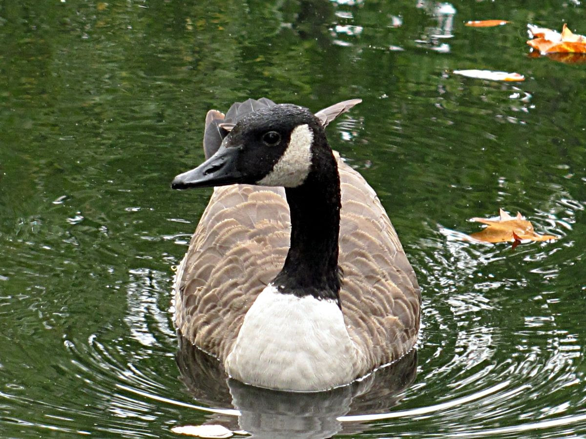 Here's looking at you