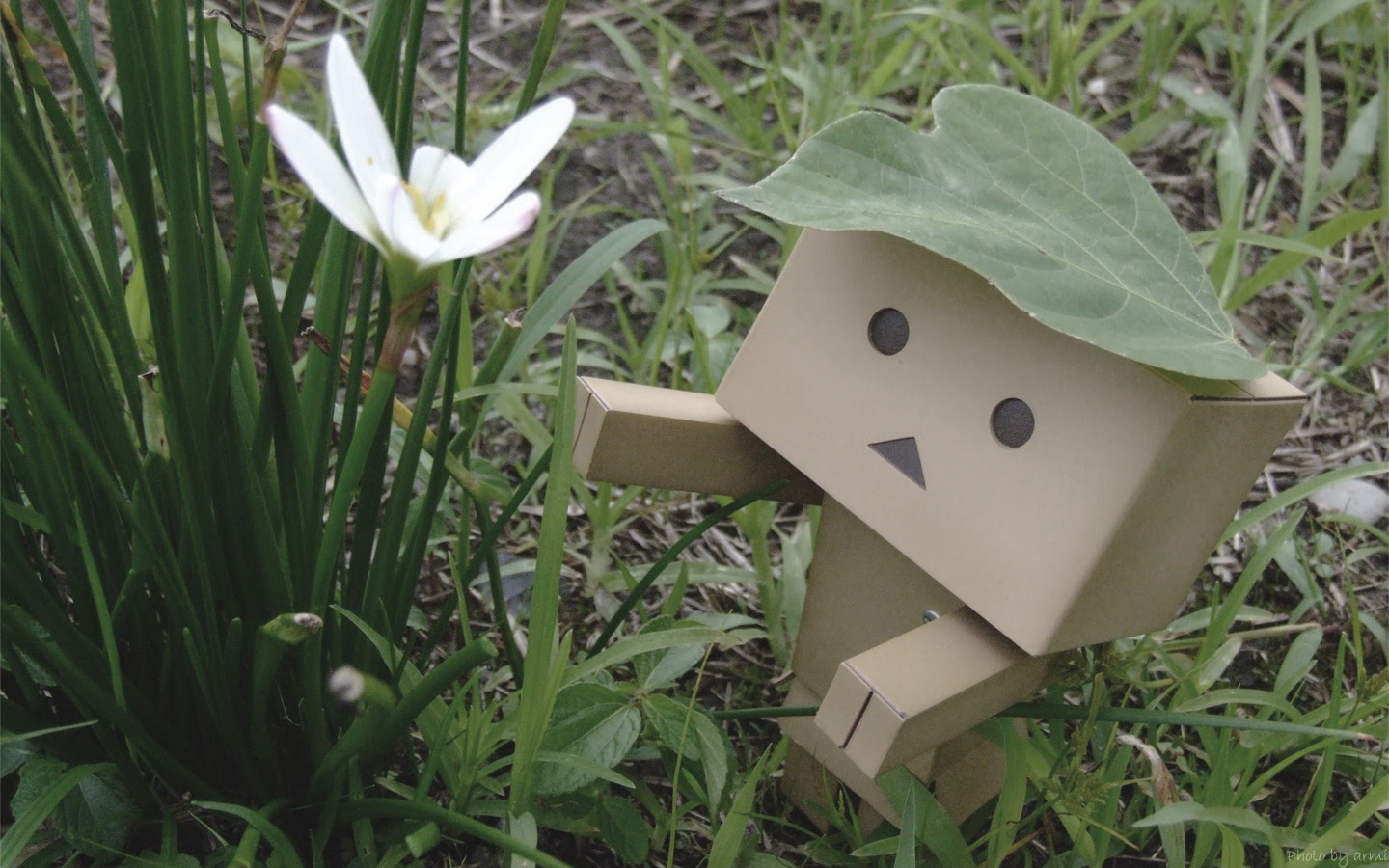 ダンボー 壁紙 Pc用 1440 900 ダンボーしゃしんかん