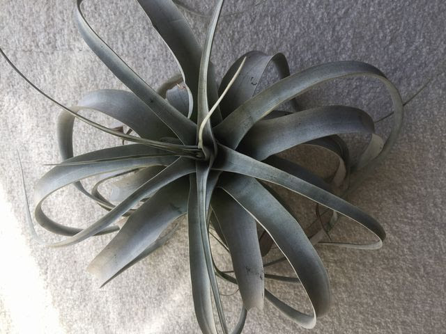 エアプランツ キセログラフィカの育て方 枯れない方法や水やり 観葉植物ブログ緑組 植物の育て方