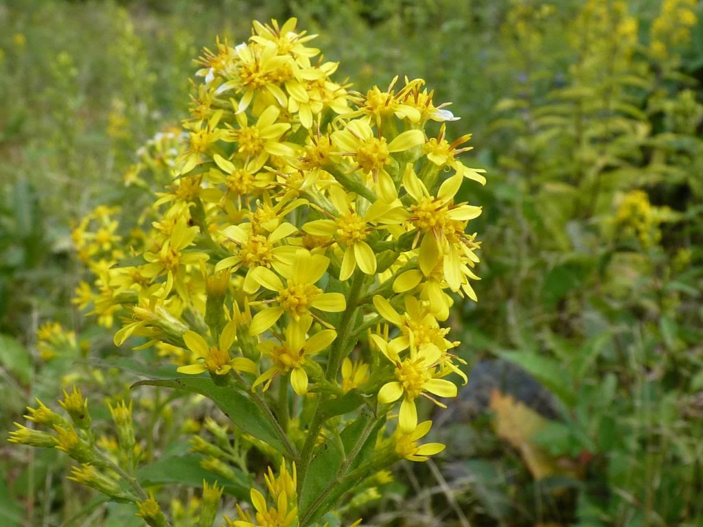 アキノキリンソウ 秋の麒麟草 草津温泉 草津スカイランドホテル 公式