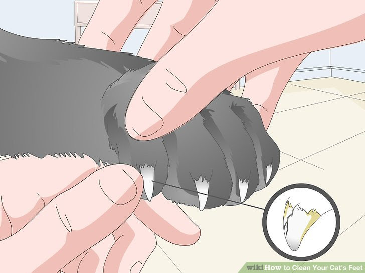 Clean Your Cat's Feet Step 6.jpg