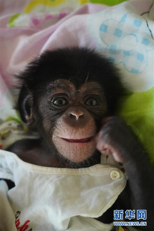 南昌動物園のかわいい赤ちゃん動物たち 江西省 2 人民網日本語版 人民日報