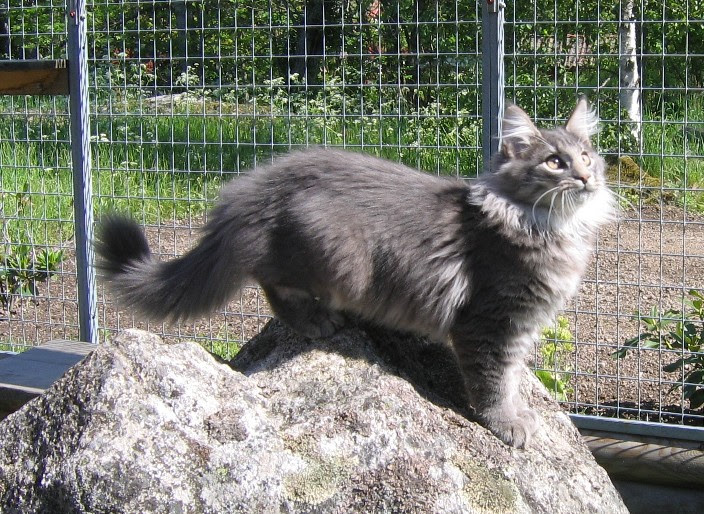 Tassemarkens breeding Norwegian Forest Cats