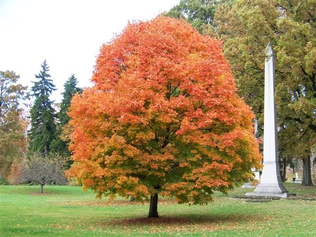 Sugar Maple 'Legacy' | Trees Of West Virginia | Pinterest
