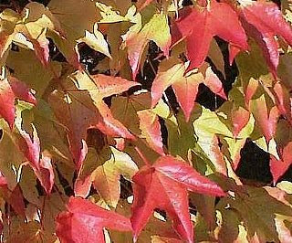 ツタ つた 蔦 の花言葉 花言葉事典