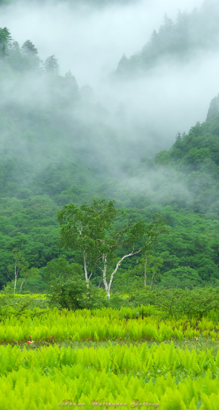 Iphone5 壁紙館 尾瀬 尾瀬ヶ原初夏 4 Iphone Wallpaper Flower