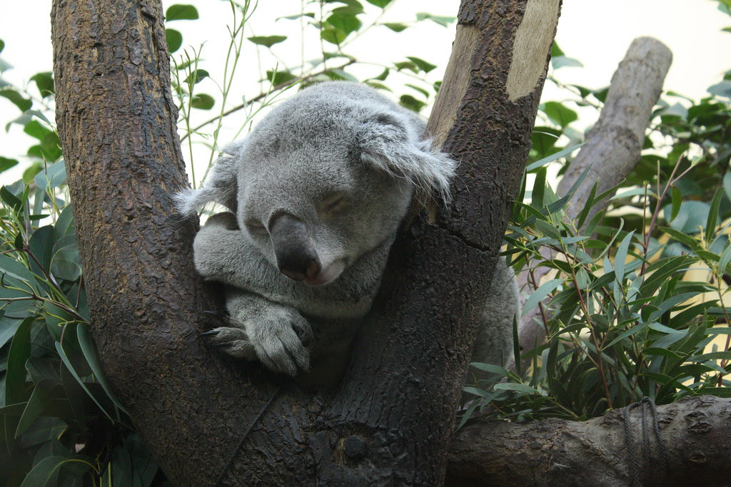 zoo 237