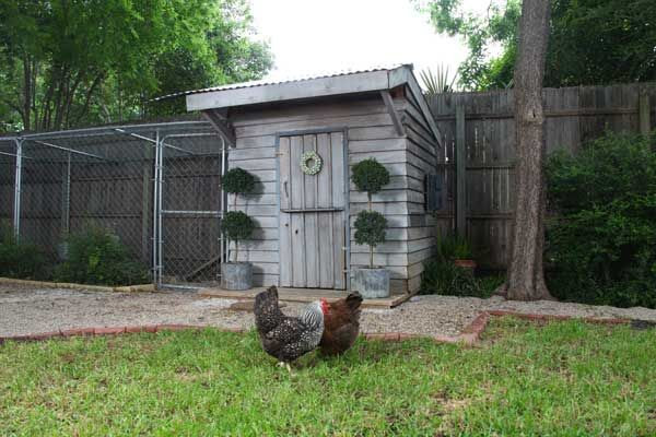 Chicken Coops