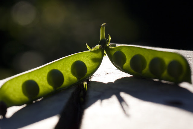 peas in a pod 3