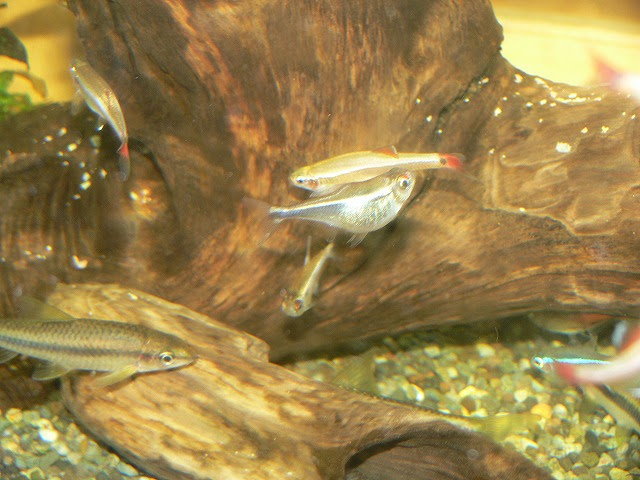 抱卵 病気 Kawattiの趣味生活