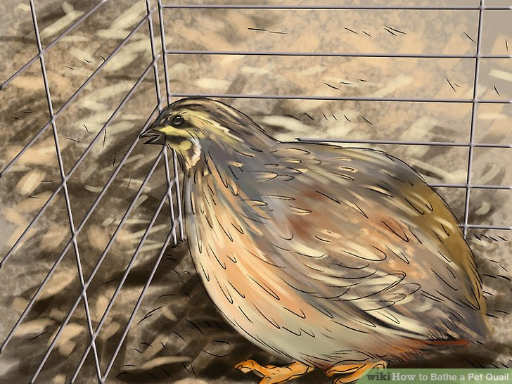Bathe a Pet Quail Step 16.jpg