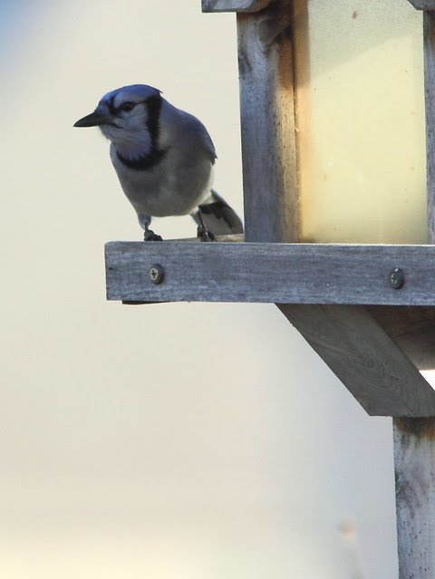Blue Jay 20121117