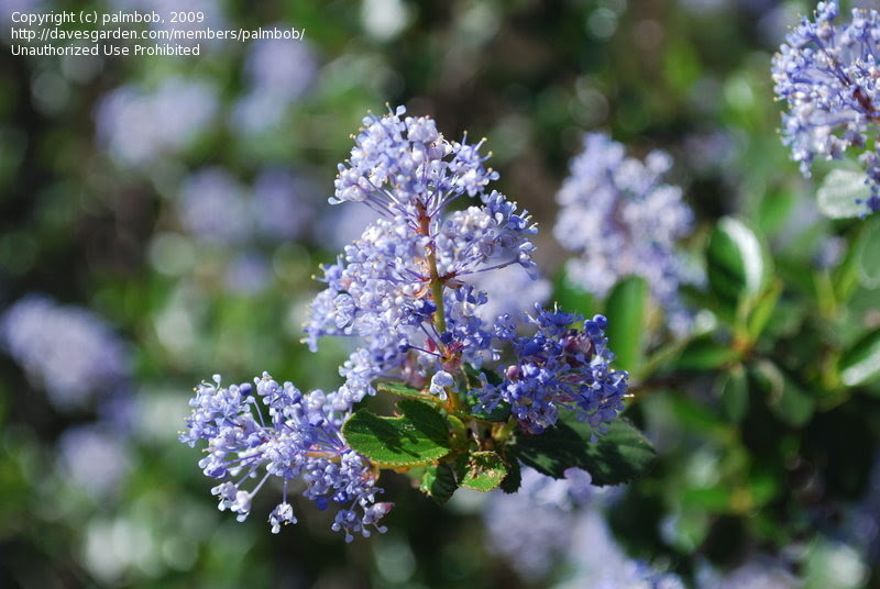 PlantFiles Pictures: Woollyleaf Ceanothus (Ceanothus ...