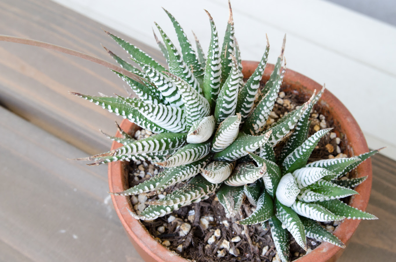 オフタルモの脱皮 My Cactus Succulents