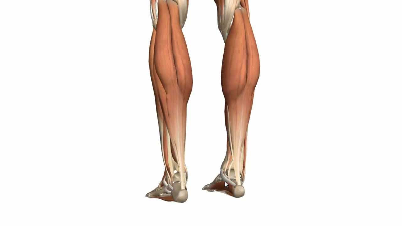 Muscles of the Leg - Part 1 - Posterior Compartment ...