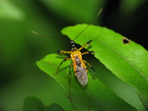 Assasin bug