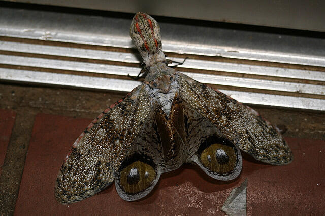 Berbagai hewan  unik di hutan  amazon  ZettaPro