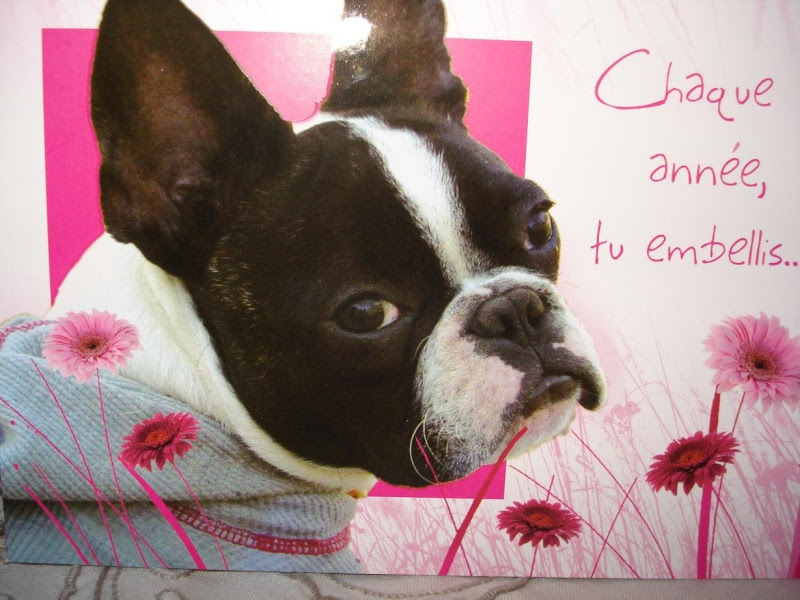 Afficher Le Sujet Joyeux Anniversaire Neronne Forum Bouledogue De Neronne Fr Et Cdlb Org