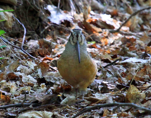 American Woodcock by Laura Erickson