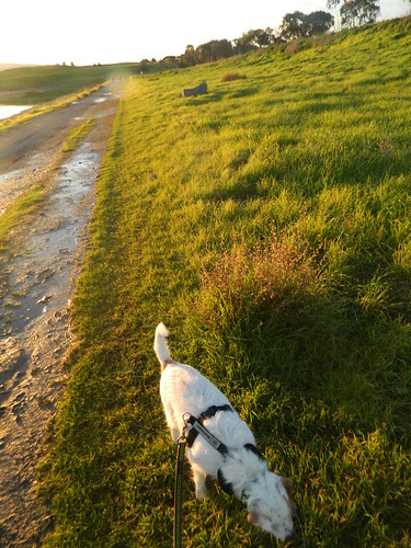 Freckles the Dog