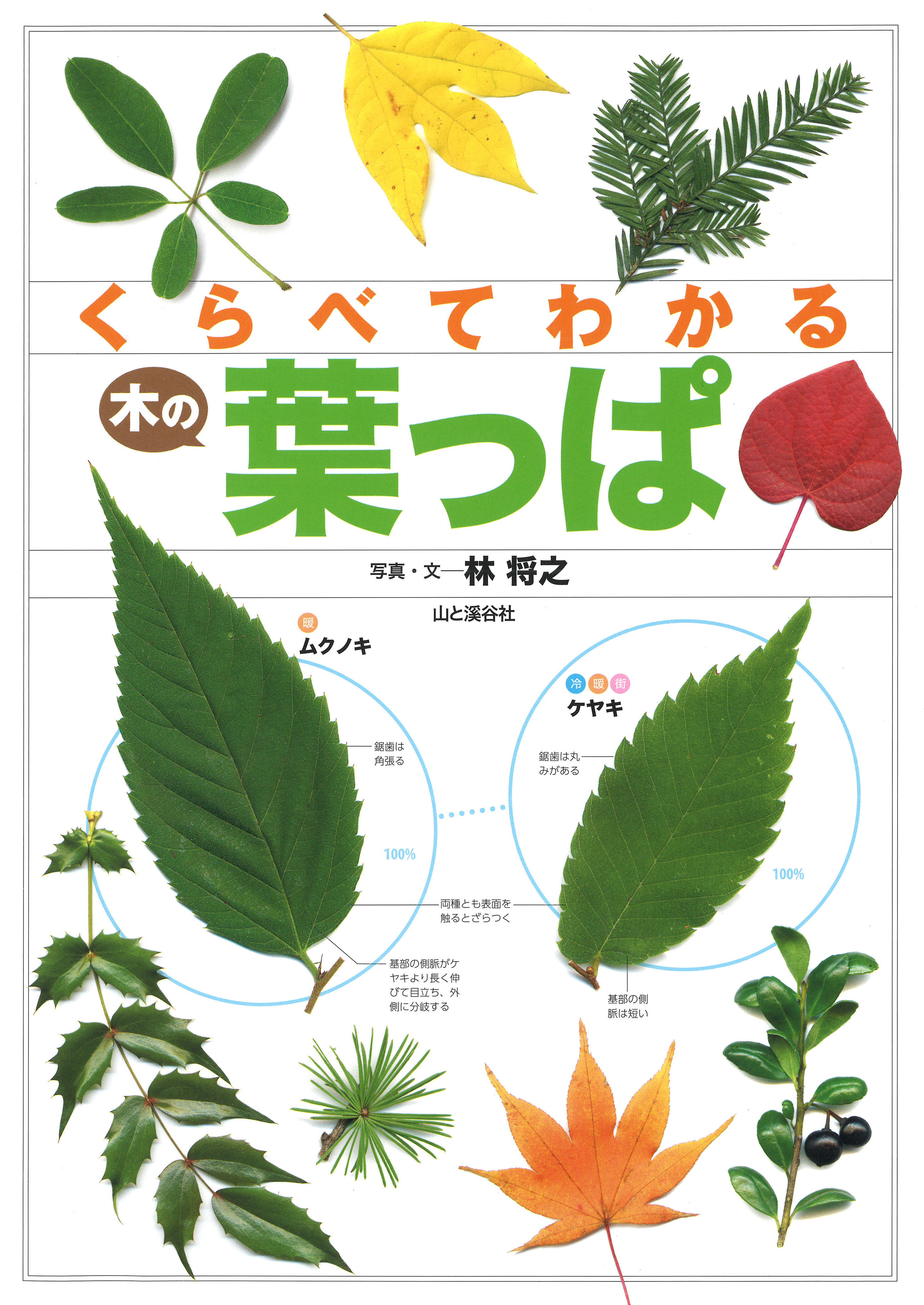 よく似た葉っぱがひと目で見分けられる 初心者向け樹木図鑑の決定版 くらべてわかる木の葉っぱ 刊行 山と溪谷社 新着情報 山と溪谷社