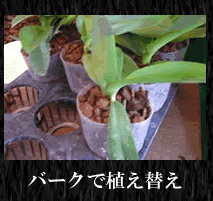 胡蝶蘭の植え替え 植込み材の種類