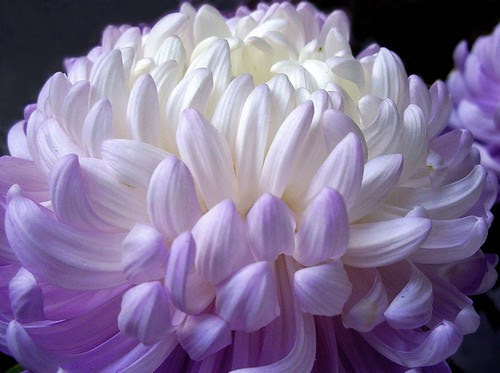 Soft purple by Graça Vargas´s flowers.
