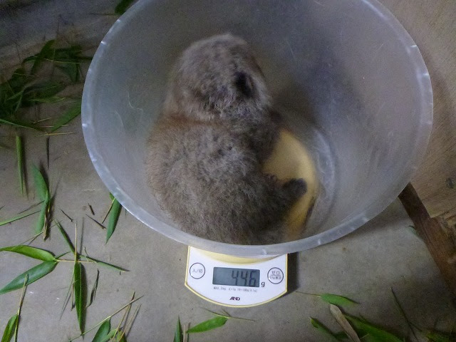 世界一かわいい赤ちゃん アジアゾーンの動物たち