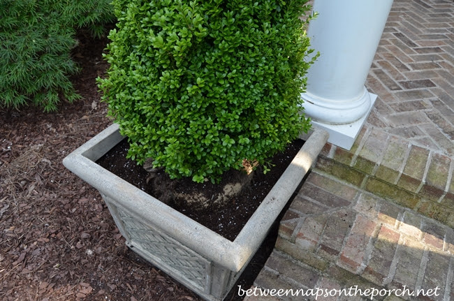Pyramidal Boxwood Topiaries in Containers for a ...