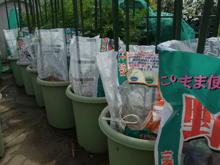 ミニトマト栽培 苗の植え付け方法 注意ポイント 暇人主婦の家庭菜園 楽天ブログ