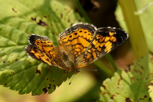 Pearl Crescent Butterfly  3