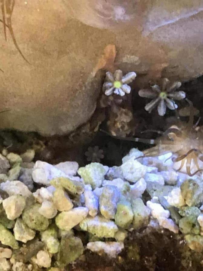 Click image for larger version Name: 38934BEB-AB5A-4DBD-B0F1-280208CD96D5_1509040742233.jpeg Views: N/A Size: 605.4 KB ID: 164729