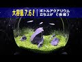 √ダウンロード エビ 水槽 おしゃれ 148086-エビ 水槽 おしゃれ