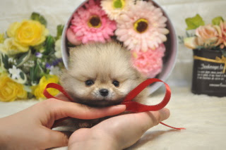 ティーカッププードル トイプードル ポメラニアンのブリーダー販売 ペットショップエクセル ポメラニアン極小サイズ No3847 売約済み