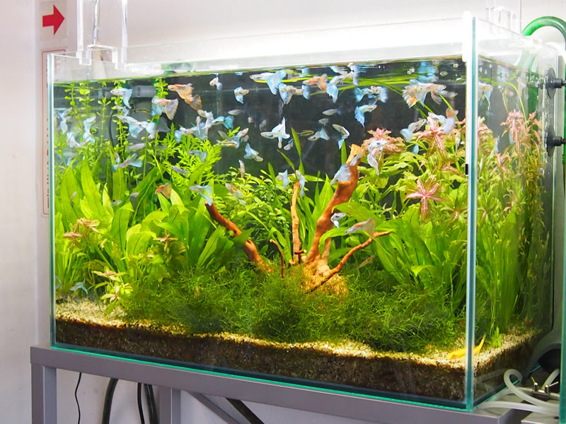 オスのグッピー水槽のレイアウト変更 雅アクア