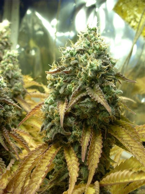 pictures  tutankhamon pyramid seeds