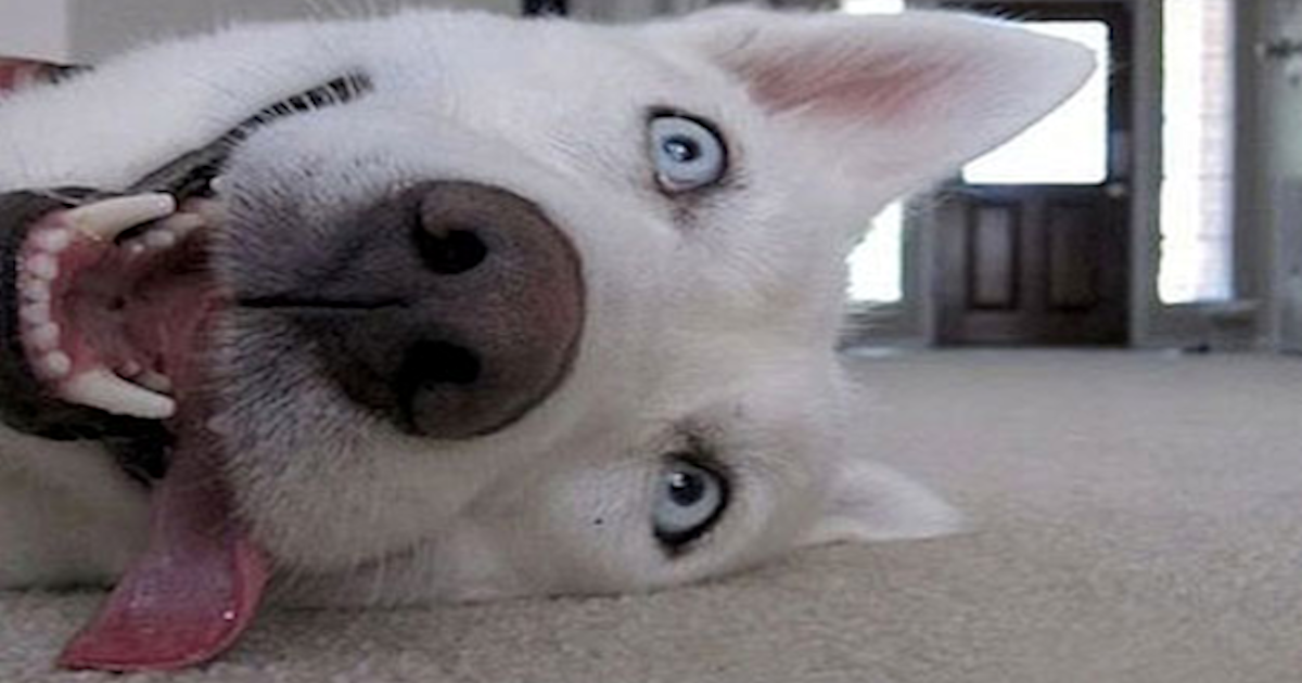 Overjoyed Dogs Pictures, Photos, and Images for Facebook 