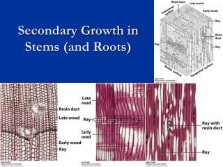 presentation vectorvest PPT  PowerPoint Monsoon Health during Precaution Season