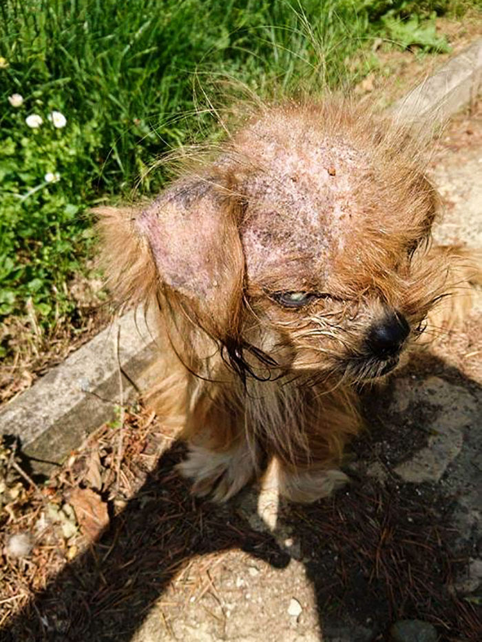 全身を感染症に蝕まれ 悪魔 と呼ばれた野良犬の奇跡の大変身
