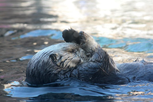 Sea Otter, Monterey