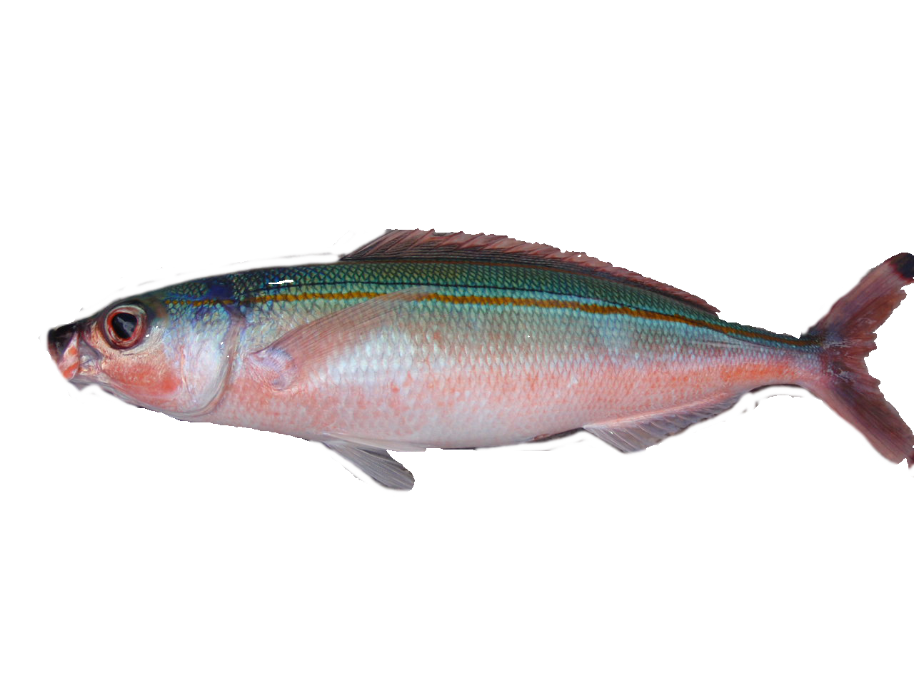 さかな図鑑 石垣島マリンタイムでシュノーケリングや釣りを楽しもう