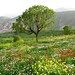     Kürdistan خاكى كوردستان