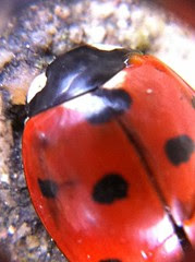 IMG_0186 Ladybird