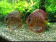 水生生物の飼育環境を考える ディスカス飼育