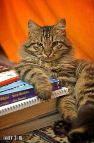 animals cute intelligence