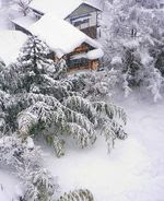 Bamboo_snow