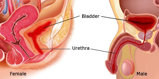 Urethral Syndrome Causes Signs And Symptoms Health And Medical Information
