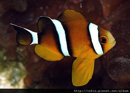 Amphiprion tricinctus003.jpg